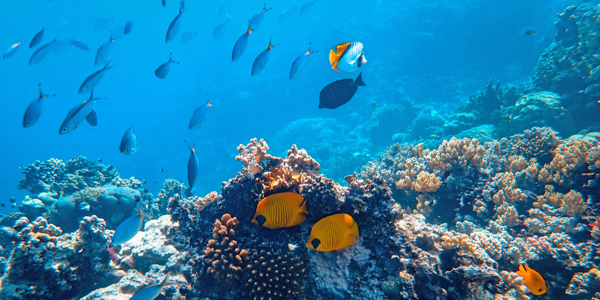 Thrilling Underwater World with Scuba Diving Club in Goa